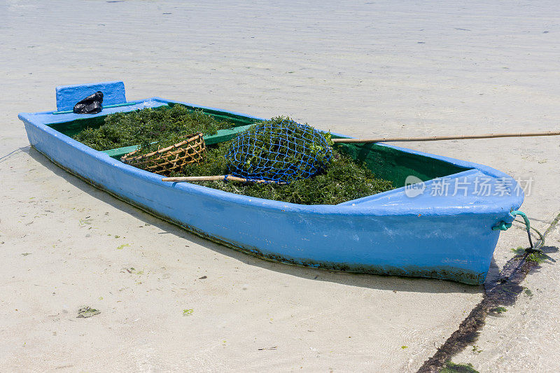 Nusa lemongan岛上，一艘装载着收获的海藻的船